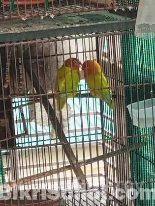 Lutino yellow Fischer breeding pair(লুতিনো ইয়েলো ফিশার)
